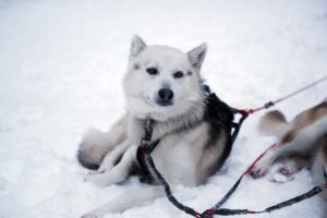 husky visto in finlandia