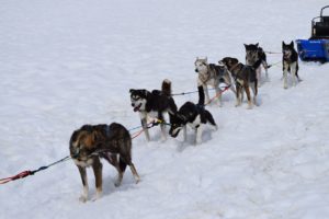 ROVANIEMI escursione in slitta trainata dagli husky