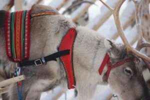  giro in slitta con le renne di Babbo Natale