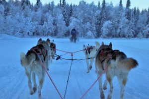 passeggiata in slitta trainata dagli huskies