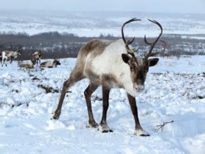 safari con le renne a Rovaniemi