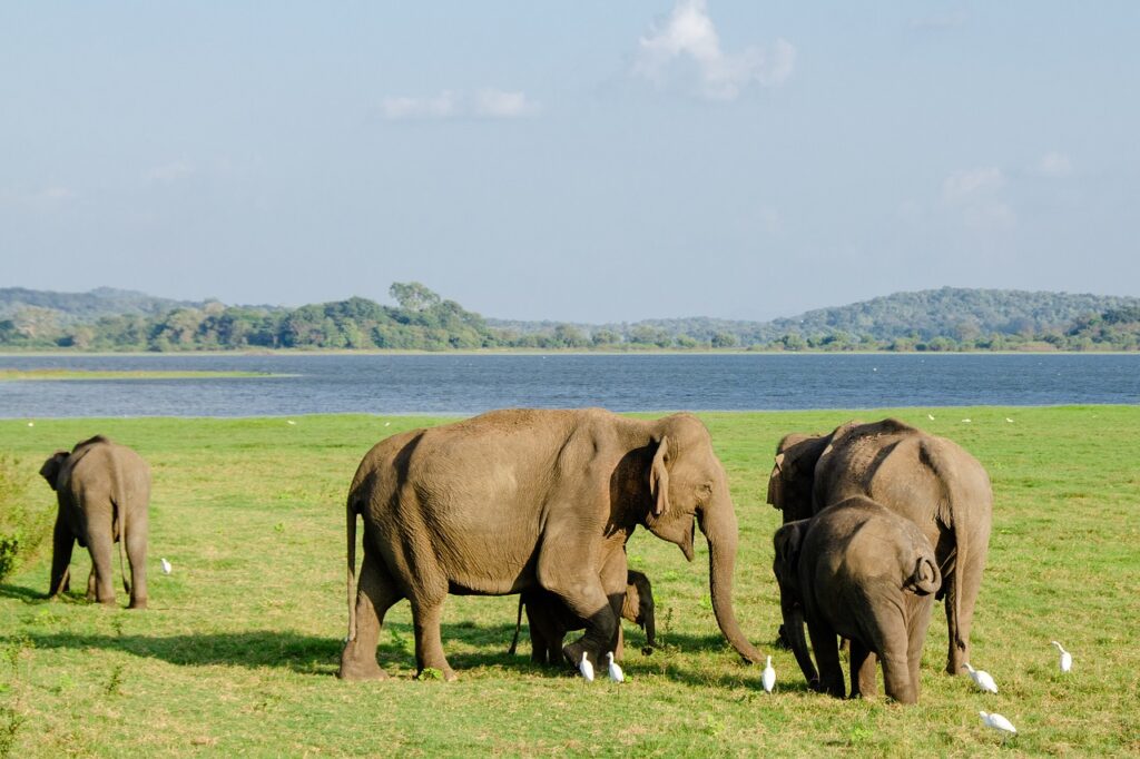 viaggio sri lanka elefanti